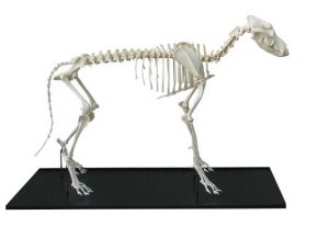 Real Dog Skeleton Assembled Big Size Dog