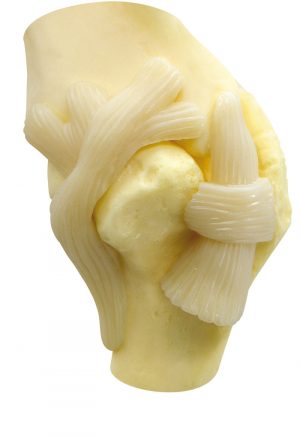 Canine Shoulder - Image 4