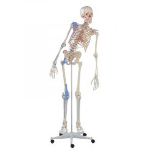 Skeleton Max with Movable Spine Muscle Markings and Ligaments