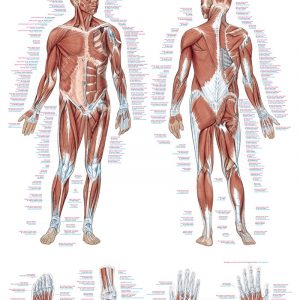 Chart The Human Muscles 70x100cm