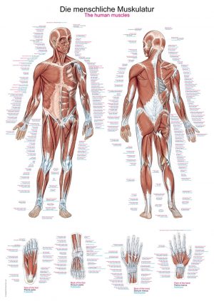 Chart The Human Muscles 70x100cm