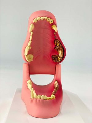 Canine Jaw Healthy Diseased - Image 2