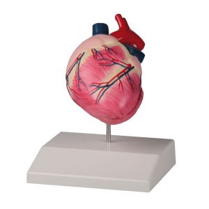 Canine Heart Life Size