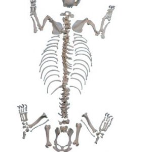 Dog Skeleton Unassembled Middle Size Dog