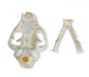 Cat Skull with Removable Mandible
