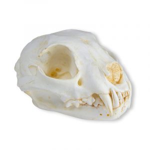Cat Skull with Removable Mandible