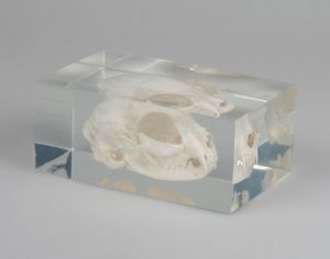 Cat Skull in Plastic Block