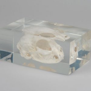 Cat Skull in Plastic Block