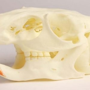 Chinchilla Skull with Pathology 2 Times Life Size
