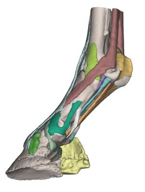 Foot of a Horse as Model Model 2