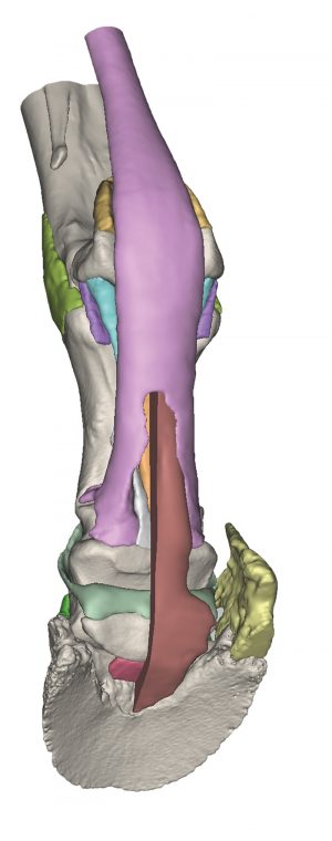 Foot of a Horse as Model Model 3 - Image 2