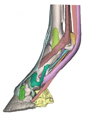 Foot of a Horse as Model Model 3