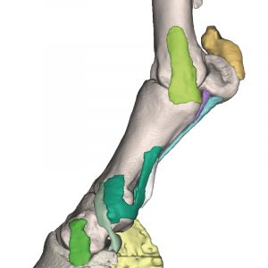 Foot of a Horse as Model Model 4