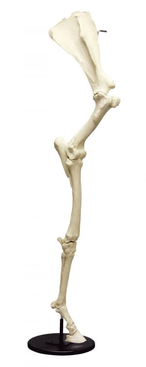 Horse Front Leg with Scapula Articulated on Base