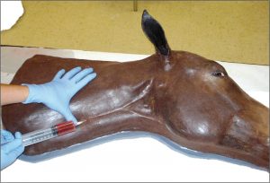 Equine Vascular Access Simulator - Image 5