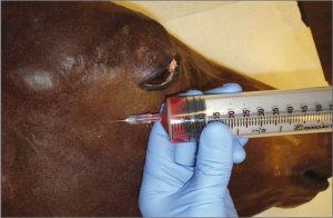 Equine Vascular Access Simulator - Image 6