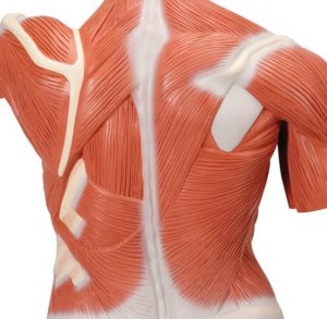 Life Size Muscle Torso Model 27 Part - Image 4