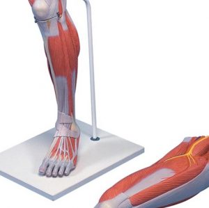 Deluxe Muscle Leg 7 Part Life Size - Image 2