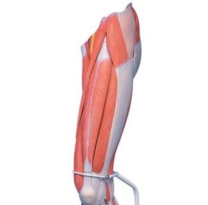 Deluxe Muscle Leg 7 Part Life Size - Image 3