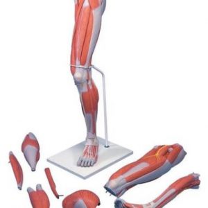 Deluxe Muscle Leg 7 Part Life Size