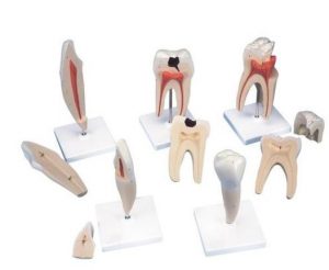 Classic Tooth Model Series 5 Models