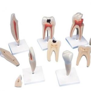 Classic Tooth Model Series 5 Models