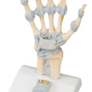 Hand Skeleton Model with Ligaments and Carpal Tunnel 3 Parts