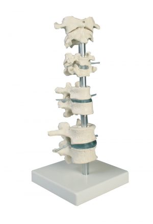 Vertebra Collection 8 Vertebrae with Stand