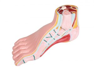 Hollow Foot Pes Cavus