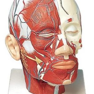 Head Musculature Additionally with Blood Vessels