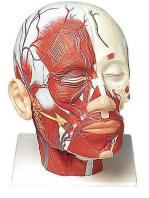 Head Musculature Additionally with Blood Vessels