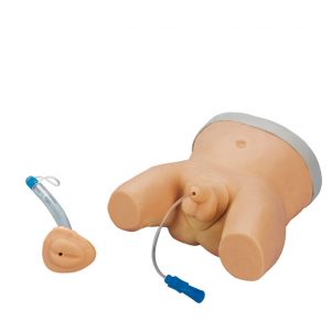 Infant Male and Female Catheterisation Trainer