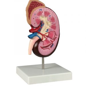 Kidney Model 2 Times Life Size