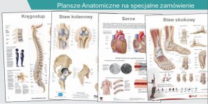 Anatomical Charts Print Work