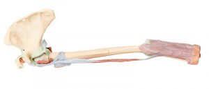 Upper Limb Biceps Bones and Ligaments AM01577