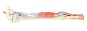 Upper Limb Biceps Bones and Ligaments AM01577