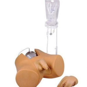 Catheterization Trainer with Male Genital and Female Genital Insert