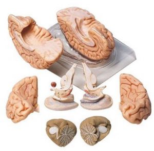 Brain Model 8 Parts