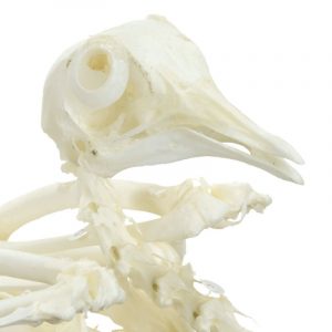 Pigeon Skeleton Specimen On Base