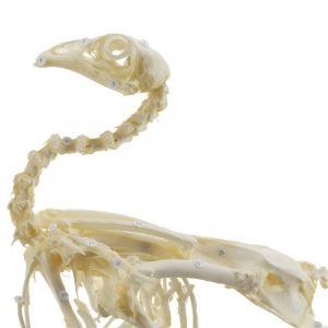 Chicken Skeleton with Real Bones - Image 2