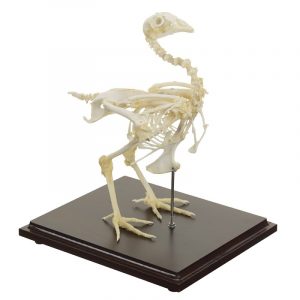 Chicken Skeleton with Real Bones