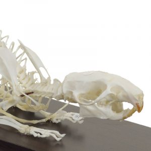 Rat Skeleton Specimen - Image 2