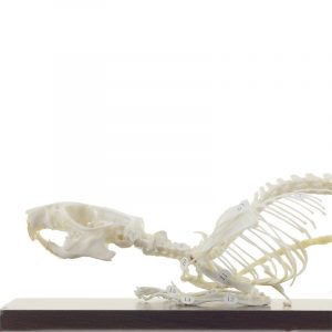 Rat Skeleton Specimen - Image 3