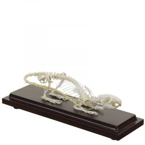 Rat Skeleton Specimen