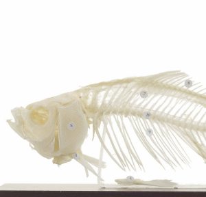 Fish Skeleton Specimen 100% Real Bones - Image 2