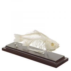 Fish Skeleton Specimen 100% Real Bones