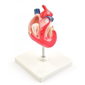 Canine Heart Model - Image 2