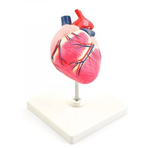 Canine Heart Model - Image 3