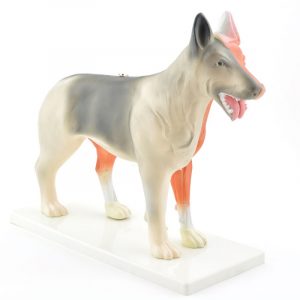 Disassemblable Canine Model
