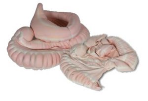 Equine GI Tract - Image 2
